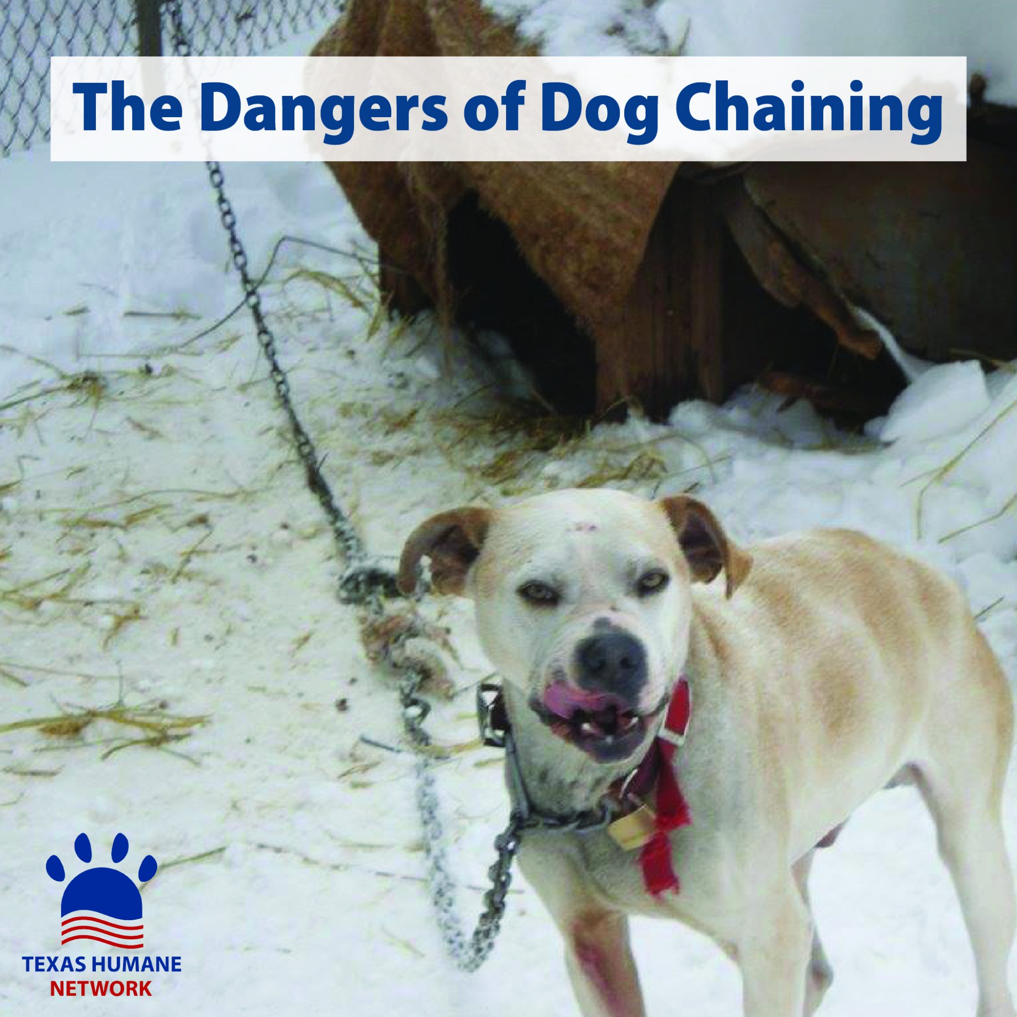 The Dangers of Dog Chaining – Texas Humane Network