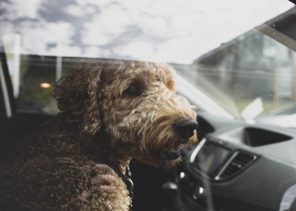 A golden doodle sitting in an enclosed vehicle.