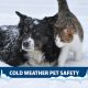 Cold Weather Pet Safety