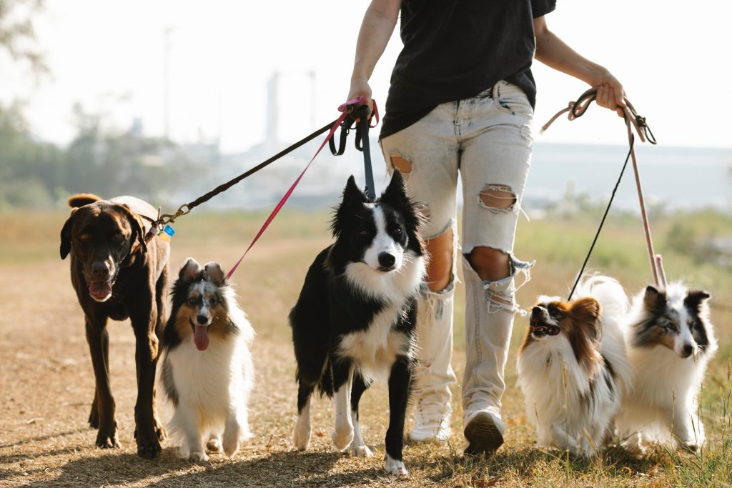 A woman walking five dogs on leashes.