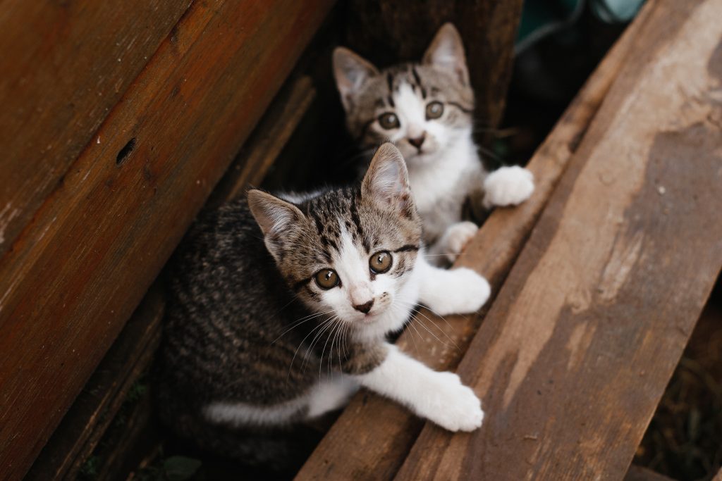 two black, gray, and white kittens hiding in between two wood boards.