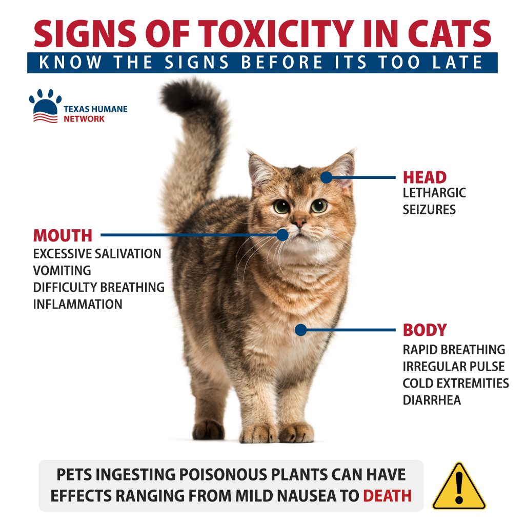 Do cats know whats toxic to them?