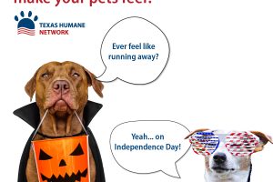 Halloween Safety for Pets 